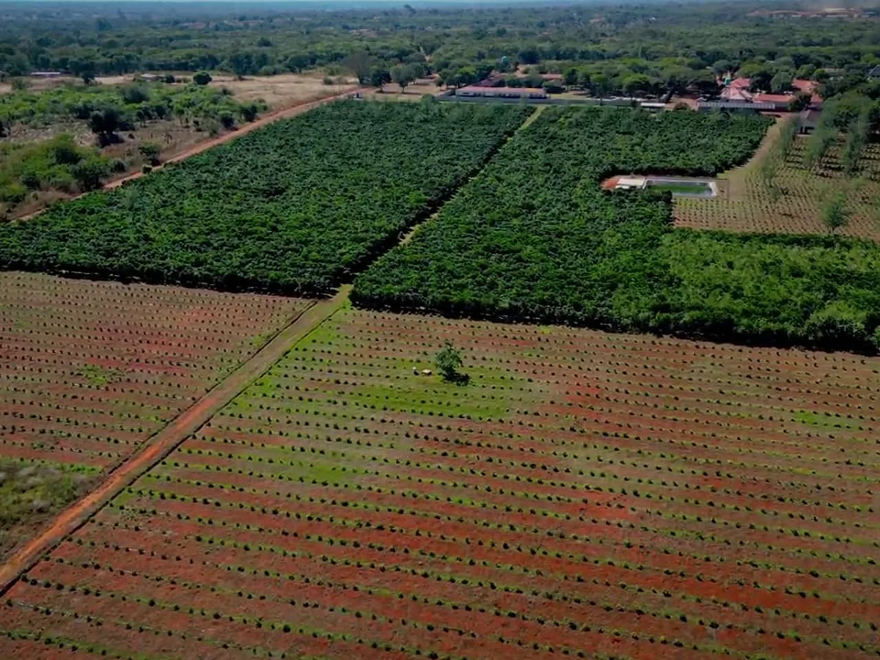 Aerial view of the coffee farm at the source